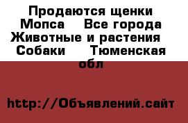 Продаются щенки Мопса. - Все города Животные и растения » Собаки   . Тюменская обл.